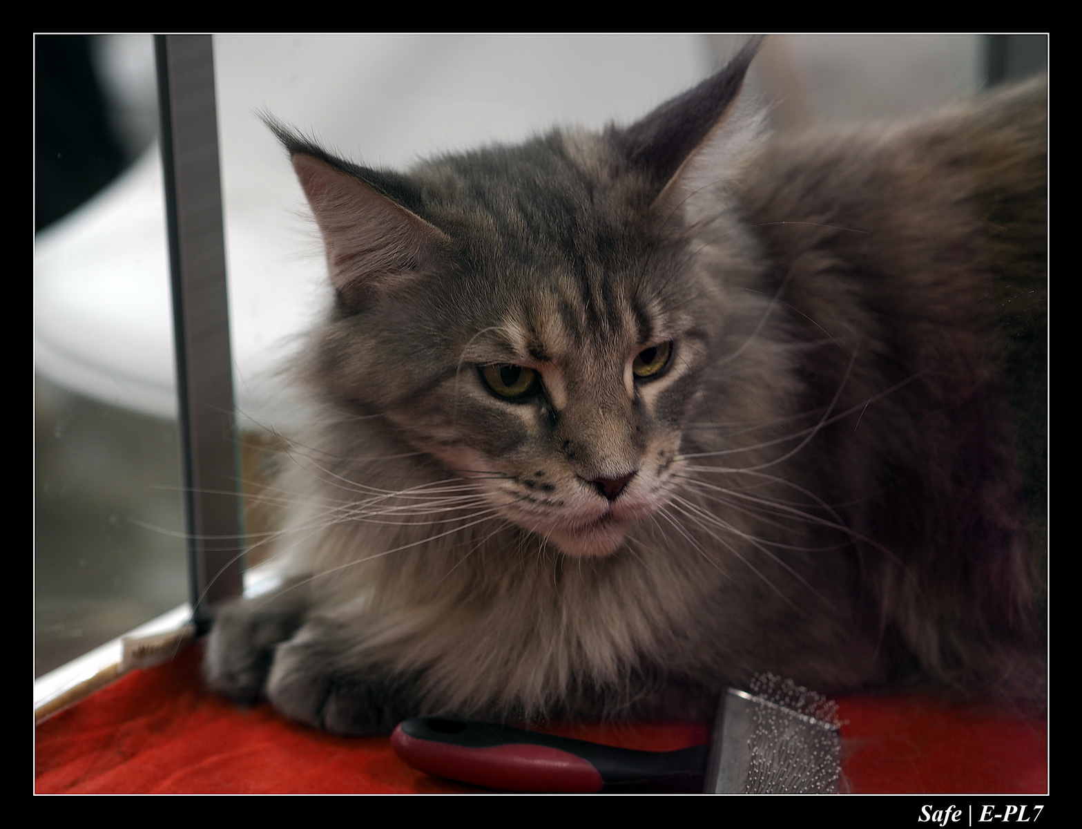 2020 - 02 - Salon agriculture 29